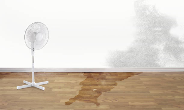 Best Mold removal after water damage  in Windermere, FL